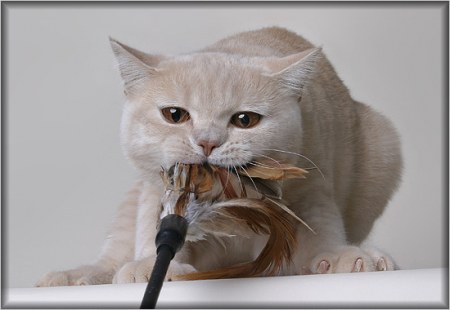 ��������� ��������