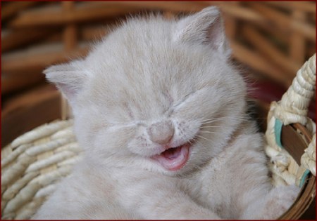 ��������� ��������