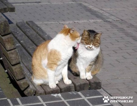 ��������� ��������