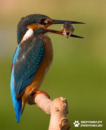 ��������� ��������