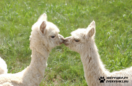 ��������� ��������