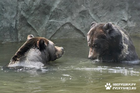 ��������� ��������