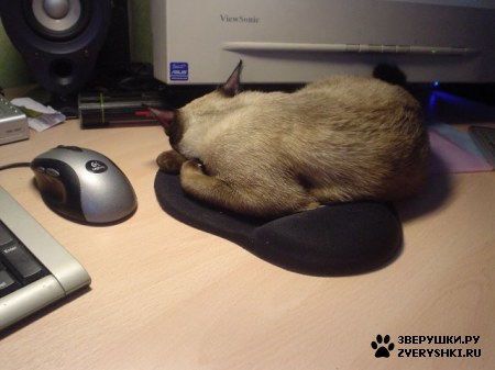 ��������� ��������