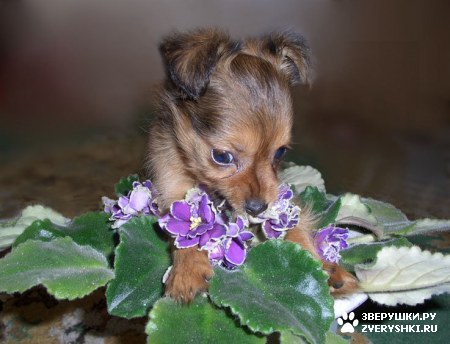 ��������� ��������