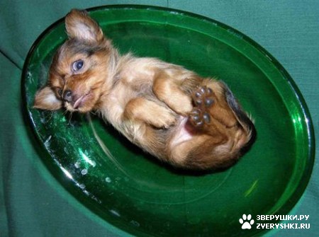 ��������� ��������