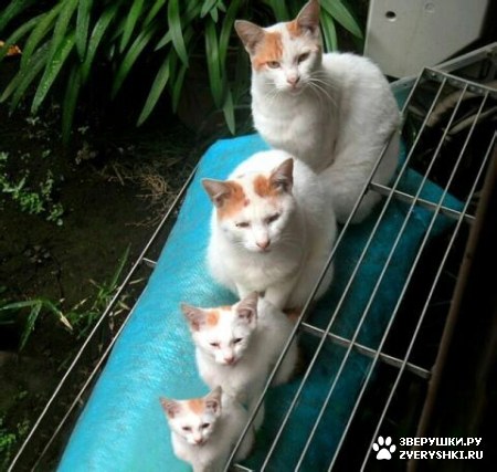 ��������� ��������