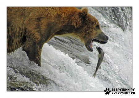 ��������� ��������