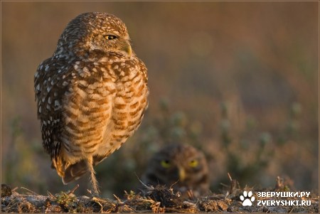 ��������� ��������