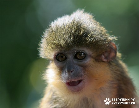 ��������� ��������