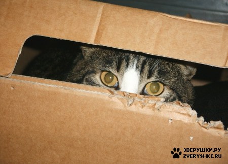 ��������� ��������