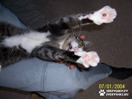 ��������� ��������