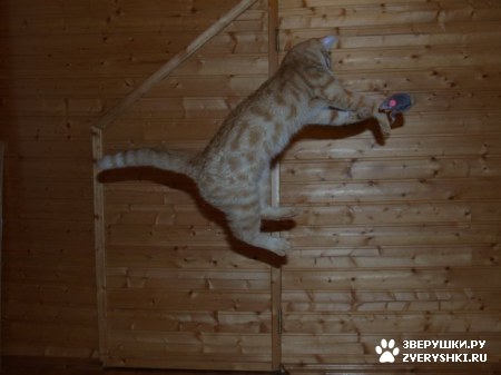 ��������� ��������