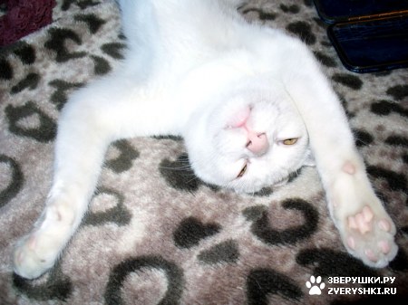 ��������� ��������