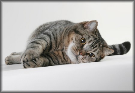 ��������� ��������