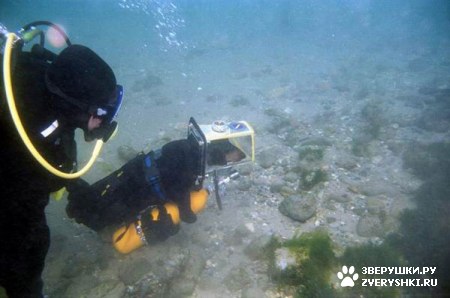 ��������� ��������