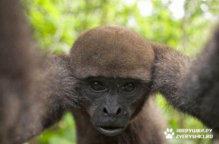 ��������� ��������