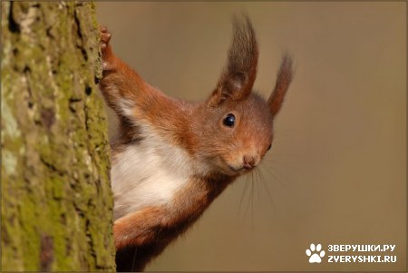 ��������� ��������