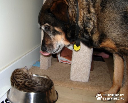 ��������� ��������