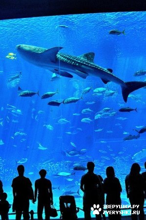 ��������� ��������