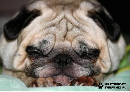 ��������� ��������