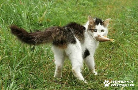 ��������� ��������