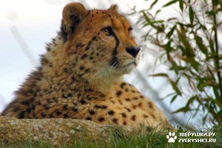 ��������� ��������