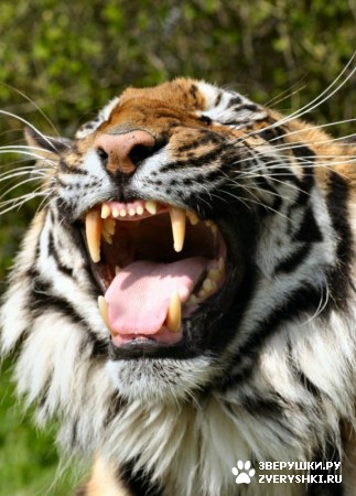 ��������� ��������