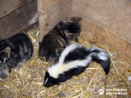 ��������� ��������