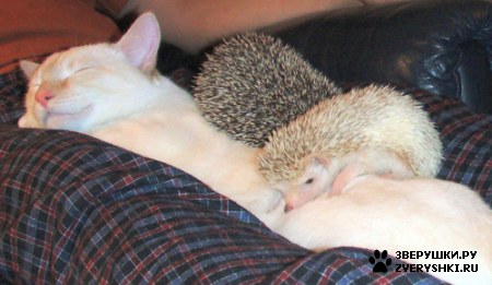 ��������� ��������