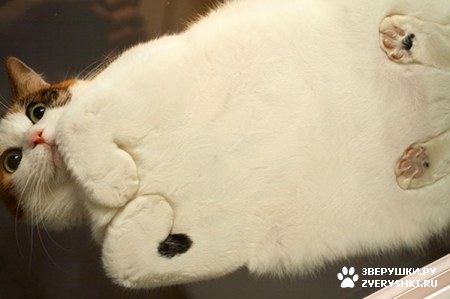 ��������� ��������