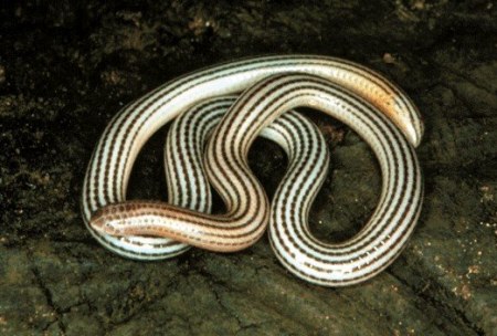 ��������� ��������