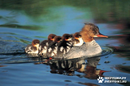 ��������� ��������