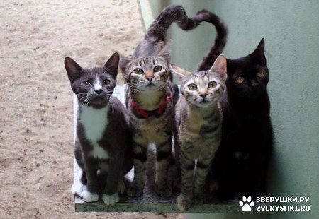 ��������� ��������