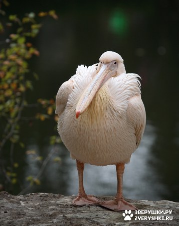 ��������� ��������