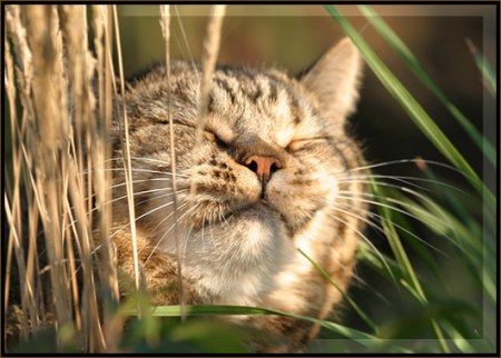 ��������� ��������