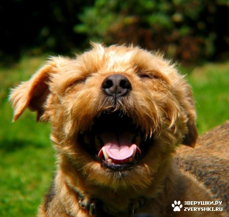 ��������� ��������