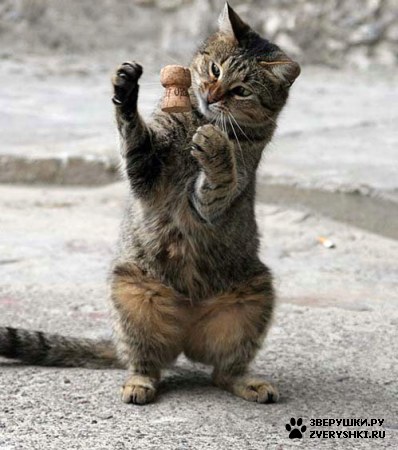 ��������� ��������