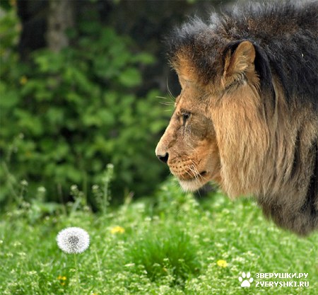 ��������� ��������