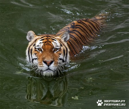 ��������� ��������