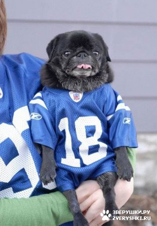 ��������� ��������