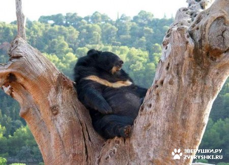 ��������� ��������