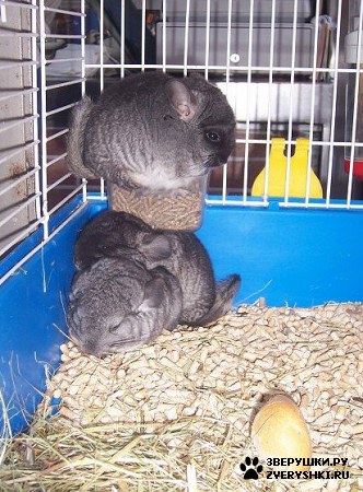 ��������� ��������