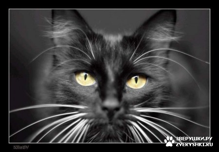 ��������� ��������