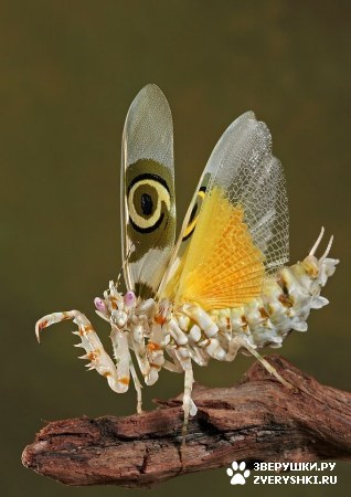 ��������� ��������