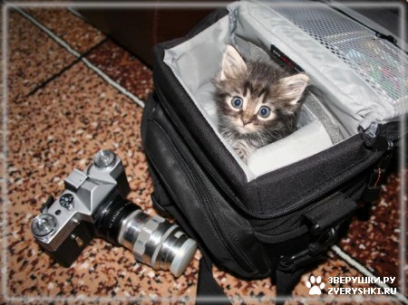 ��������� ��������