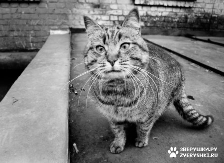 ��������� ��������