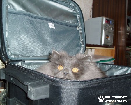 ��������� ��������