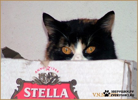 ��������� ��������