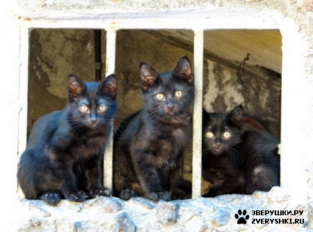 ��������� ��������