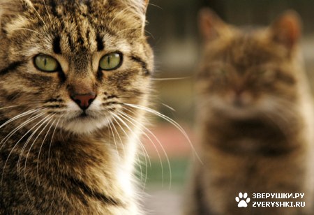 ��������� ��������